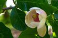 Magnolia